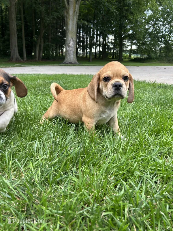 Leon – Puggle puppy for sale in Nappanee, IN