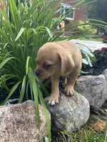 Larry, a male Puggle for sale in Nappanee, IN – 4 of 7