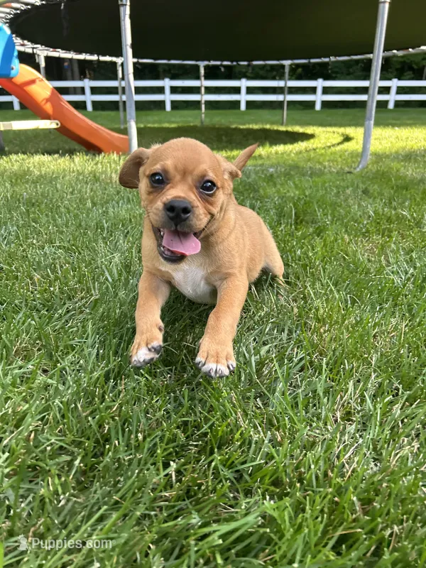 Larry – Puggle puppy for sale in Nappanee, IN