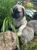 Lucky, a male Puggle for sale in Nappanee, IN – 5 of 5