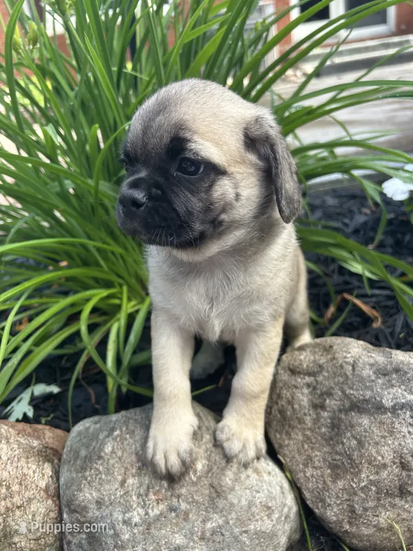 Lucky – Puggle puppy for sale in Nappanee, IN