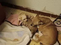 Pimienta , a female Chihuahua for sale in La Joya, TX – 3 of 3