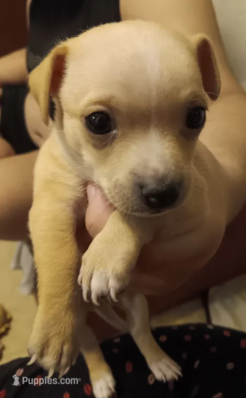 Palomo – Chihuahua puppy for sale in La Joya, TX