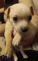Palomo, a male Chihuahua for sale in La Joya, TX – 1 of 3