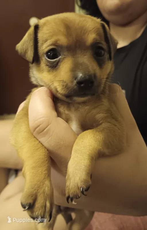 Pimienta  – Chihuahua puppy for sale in La Joya, TX