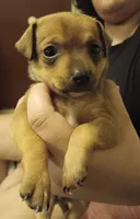 Pimienta , a female Chihuahua for sale in La Joya, TX – 1 of 3