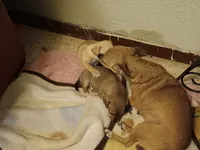 Palomo, a male Chihuahua for sale in La Joya, TX – 2 of 3