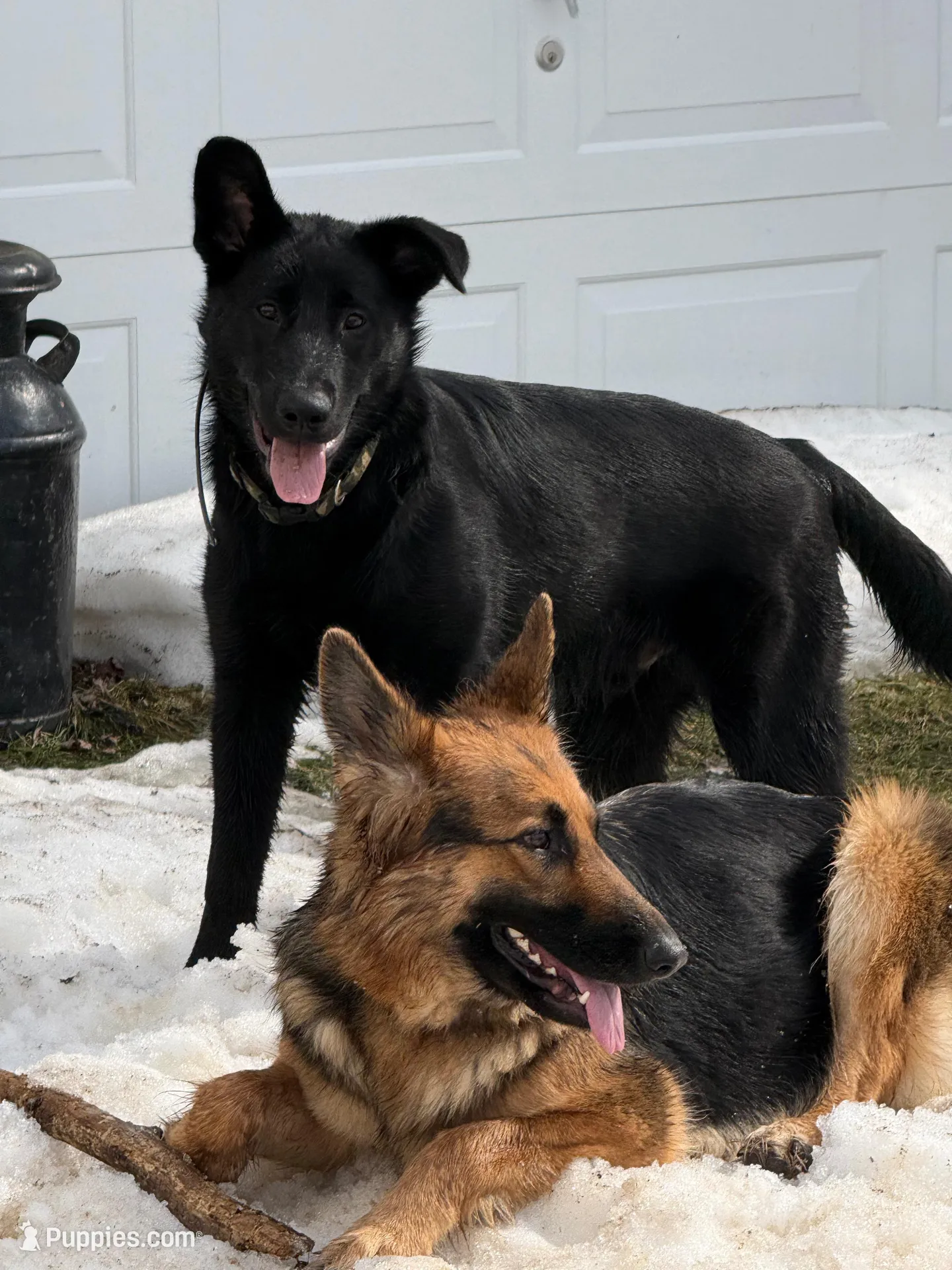 Ash, a male German Shepherd Dog for sale in Pennellville, NY – Photo 3 of 5