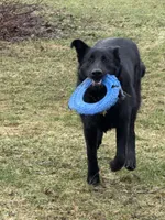 Ash, a male German Shepherd Dog for sale in Pennellville, NY – Photo 4 of 5