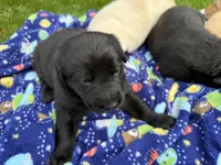 Ash, a male German Shepherd Dog for sale in Pennellville, NY – Photo 2 of 5