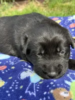 Ash, a male German Shepherd Dog for sale in Pennellville, NY – Photo 1 of 5