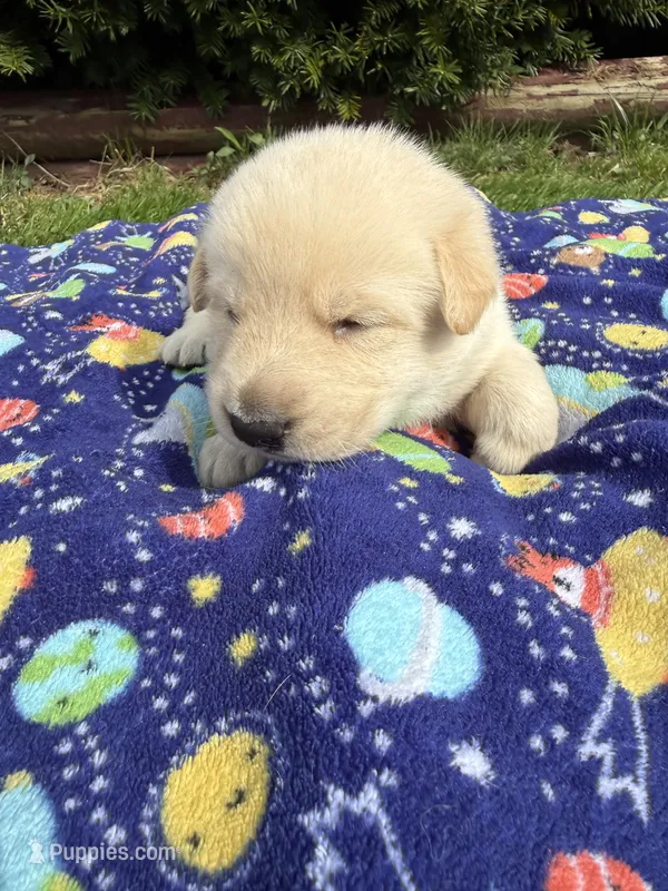 Marshmallow  – German Shepherd Dog puppy for sale in Pennellville, NY