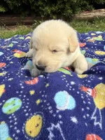 Marshmallow , a male German Shepherd Dog for sale in Pennellville, NY – Photo 1 of 4