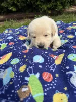 Marshmallow , a male German Shepherd Dog for sale in Pennellville, NY – Photo 2 of 4