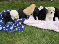 Marshmallow , a male German Shepherd Dog for sale in Pennellville, NY – Photo 4 of 4