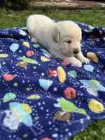 Marshmallow , a male German Shepherd Dog for sale in Pennellville, NY – Photo 3 of 4