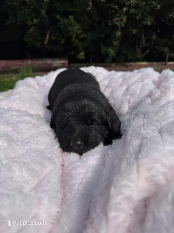 Blossom – German Shepherd Dog puppy for sale in Pennellville, NY