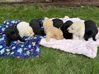 Blossom, a female German Shepherd Dog for sale in Pennellville, NY – Photo 5 of 5