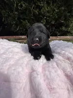 Blossom, a female German Shepherd Dog for sale in Pennellville, NY – Photo 2 of 5