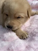 Buttercup, a female German Shepherd Dog for sale in Pennellville, NY – Photo 2 of 3