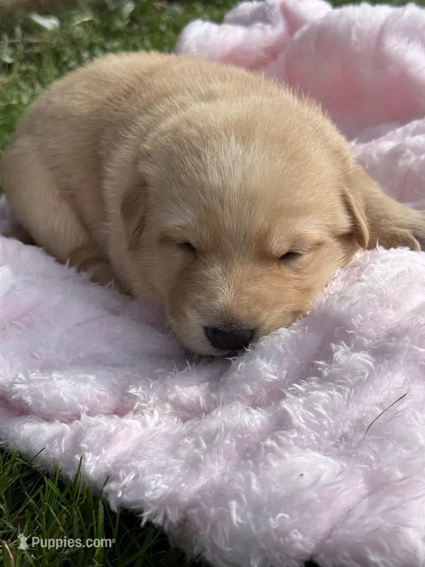 Buttercup – German Shepherd Dog puppy for sale in Pennellville, NY