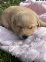 Buttercup, a female German Shepherd Dog for sale in Pennellville, NY – Photo 1 of 3