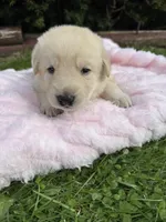 Jellybean, a female German Shepherd Dog for sale in Pennellville, NY – Photo 2 of 4