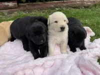 Jellybean, a female German Shepherd Dog for sale in Pennellville, NY – Photo 3 of 4