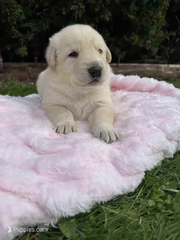 Jellybean, a female German Shepherd Dog for sale in Pennellville, NY – Photo 1 of 4