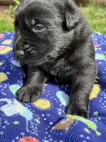 Hopper, a male German Shepherd Dog for sale in Pennellville, NY – Photo 3 of 5