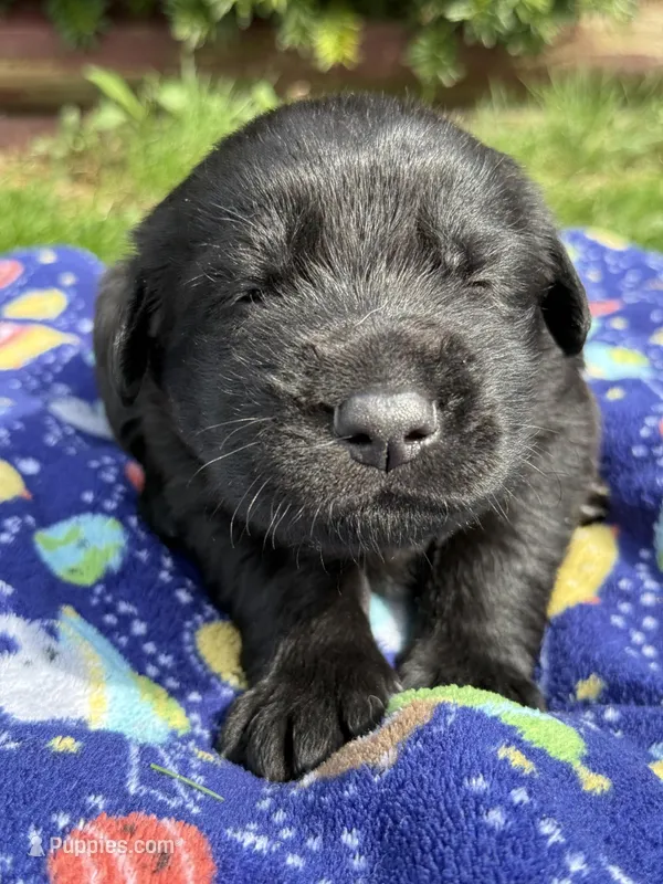 Hopper – German Shepherd Dog puppy for sale in Pennellville, NY