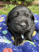 Hopper, a male German Shepherd Dog for sale in Pennellville, NY – Photo 1 of 5