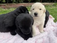 Cocoa, a female German Shepherd Dog for sale in Pennellville, NY – Photo 2 of 5