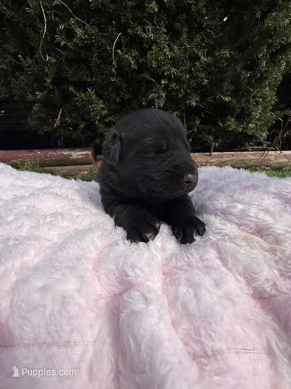 Cocoa – German Shepherd Dog puppy for sale in Pennellville, NY