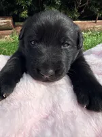 Bunny, a female German Shepherd Dog for sale in Pennellville, NY – Photo 2 of 6