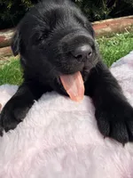 Bunny, a female German Shepherd Dog for sale in Pennellville, NY – Photo 3 of 6