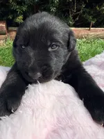 Bunny, a female German Shepherd Dog for sale in Pennellville, NY – Photo 1 of 6