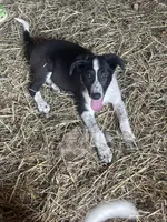 Collie, a female Australian Shepherd and Border Collie for sale in LaGrange, OH – 3 of 3