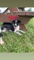 Collie, a female Australian Shepherd and Border Collie for sale in LaGrange, OH – 1 of 3
