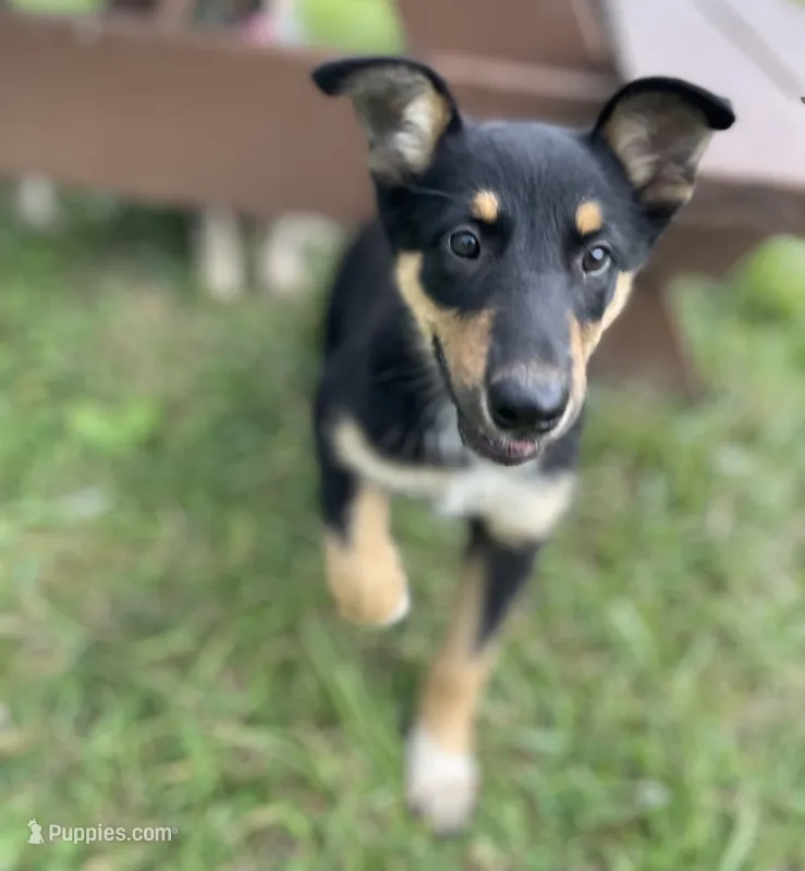 Trixie – Australian Shepherd, Border Collie puppy for sale in LaGrange, OH
