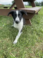 Collie, a female Australian Shepherd and Border Collie for sale in LaGrange, OH – 2 of 3