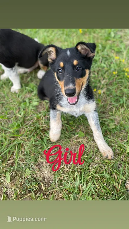 Abbie – Australian Shepherd, Border Collie puppy for sale in LaGrange, OH