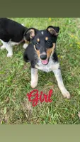 Abbie, a female Australian Shepherd and Border Collie for sale in LaGrange, OH – 1 of 1