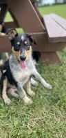 Wayne, a male Australian Shepherd and Border Collie for sale in LaGrange, OH – 1 of 1