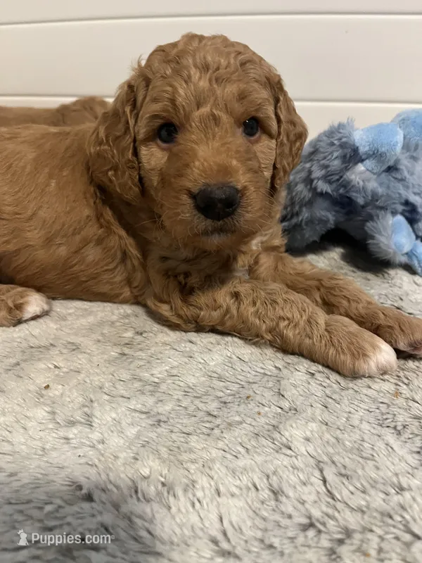 Bojangles, a male Goldendoodle for sale in Mansfield, MA – Photo 1 of 2