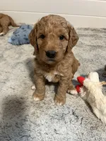 Bojangles, a male Goldendoodle for sale in Mansfield, MA – Photo 2 of 2