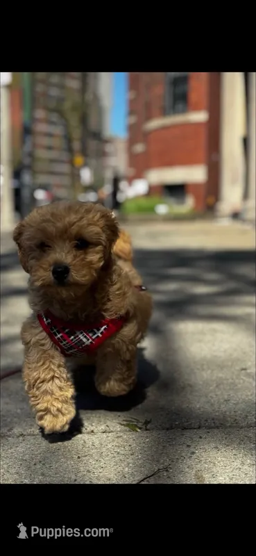 Baxter, a male Cavapoo for sale in Mansfield, MA – 1 of 2