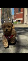 Baxter, a male Cavapoo for sale in Mansfield, MA – 1 of 2