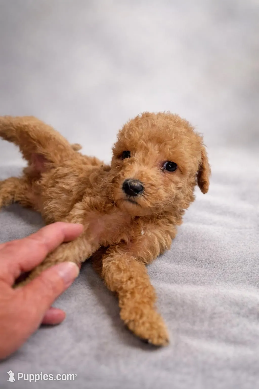 Buddy Mimi, a male Goldendoodle for sale in Mansfield, MA – Photo 1 of 2