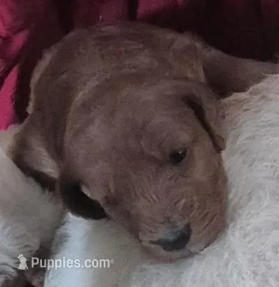 Puppy2  – Goldendoodle puppy for sale in Mansfield, MA
